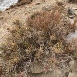 Anabasis articulata Habit