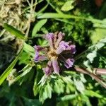 Orobanche cernua 花