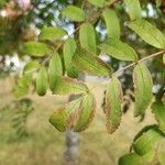 Sorbus aucupariaHoja