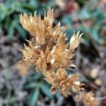 Caryopteris clandonensis Інше