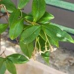 Trachelospermum jasminoidesFrunză