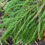 Araucaria nemorosa Blatt