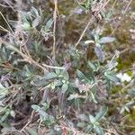 Helianthemum squamatum Hoja