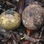 Strychnos phaeotricha Frucht