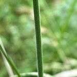 Trisetum flavescens Bark