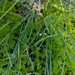 Veronica scutellata 形態