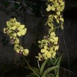 Dendrobium closterium 花