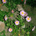 Erigeron peregrinus Flors