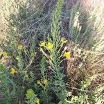 Oenothera rhombipetala Habit