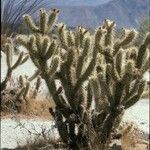 Cylindropuntia wolfii Habit