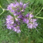 Phacelia tanacetifoliaКвітка