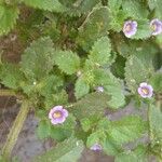 Stemodia verticillataFlower