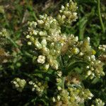 Pseudognaphalium undulatum Flower