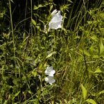 Campanula persicifolia Fiore
