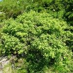 Salix aurita Συνήθη χαρακτηριστικά