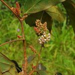 Julbernardia seretii Flor