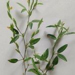 Zornia latifolia Folla