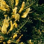 Astragalus tragacantha Blomst