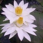 Nymphaea lotus Flower