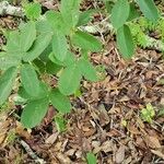 Crotalaria pallida পাতা