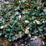 Cardamine bellidifolia Leaf