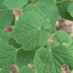 Tilia x europaea Blad