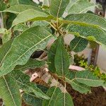 Ficus ingens Лист