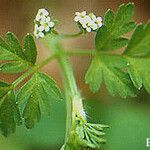 Chaerophyllum procumbens Blatt