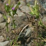 Legousia hybrida موطن