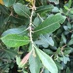 Salix cinerea ഇല