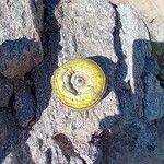 Quercus lamellosa Fruit