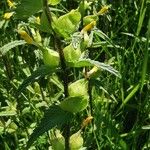 Rhinanthus major Квітка