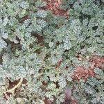 Coldenia procumbens Blatt