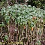 Euphorbia stygiana Hábito