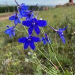 Delphinium grandiflorumBlomma