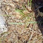 Crucianella angustifolia Flors