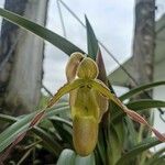 Phragmipedium longifolium Кветка