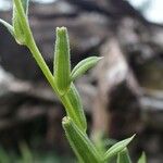Oenothera subterminalis Flower