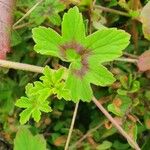 Pelargonium multibracteatum Leaf