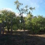 Quercus arkansana Alkat (teljes növény)