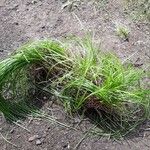 Carex cherokeensis Hoja