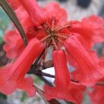 Rhododendron apoanum Flower