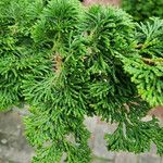 Chamaecyparis obtusa Hoja