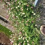 Erigeron karvinskianus花