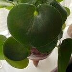 Peperomia polybotrya Лист