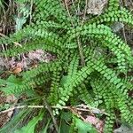 Asplenium trichomanesΦύλλο