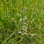 Poa pratensis Bleunienn