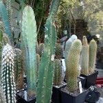 × Harrisinopsis jusbertii Tabia