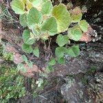 Asarina procumbens Habitus