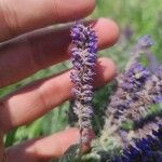 Amorpha canescens Цветок